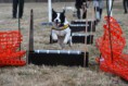 /album/flyball/fff-jpg/